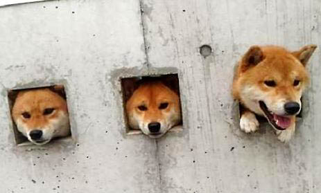 怎么挑選柴犬