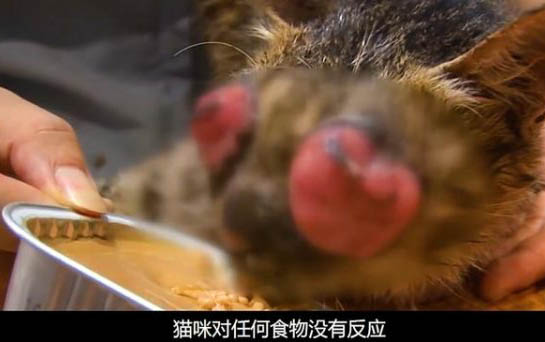 貓吐出草綠色的液體的原因