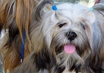 拉薩犬拉稀帶血是什么原因