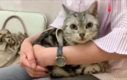 大貓腿骨折了怎么處理?
