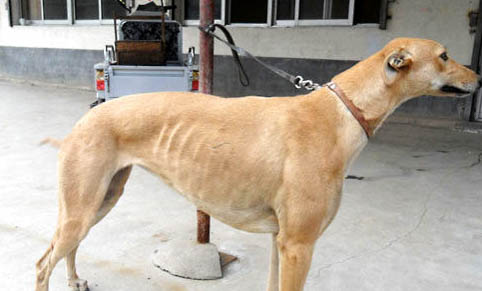格力犬價格一般多少錢一只？