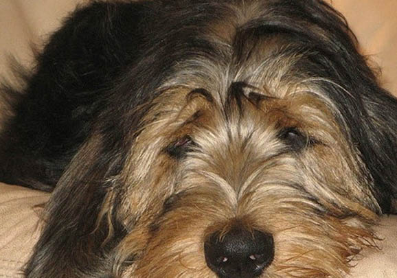 養博伊金獵犬要注意什么