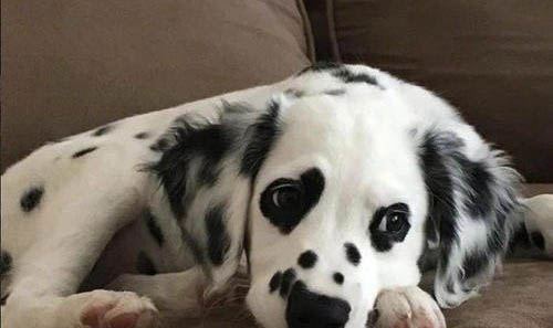 狗瘟可以治好嗎幼犬