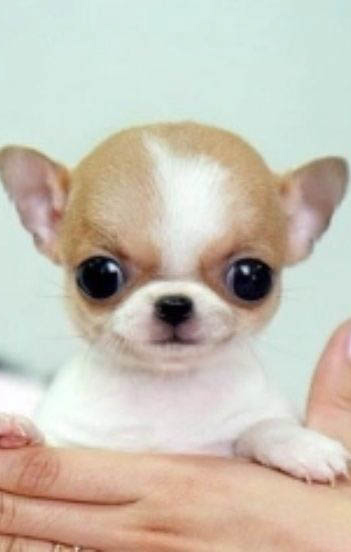 吉娃娃最大的缺點是什么？吉娃娃多少錢一個？