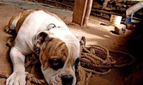 如何糾正狗狗對(duì)其他犬兇