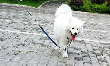 狗狗犬瘟快死的癥狀