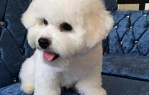 狗狗的口水對(duì)人有害嗎？
