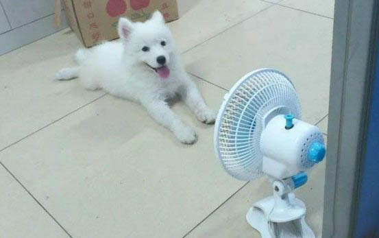 狗狗眼睛白內(nèi)障怎么辦?