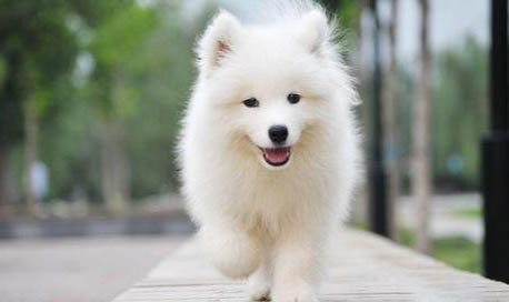 薩摩耶犬嘔吐的原因及處理方法