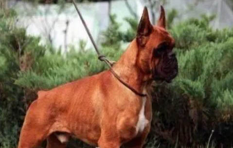 拳師犬飼養方法和注意事項
