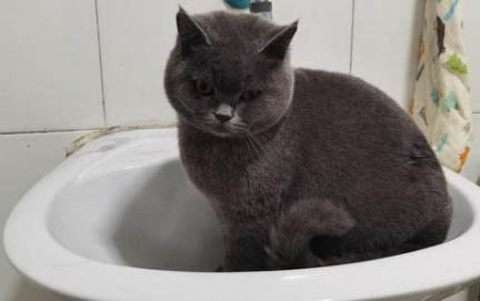 如何幫助胖貓減肥?