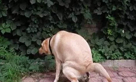 狗狗大便后為什么會爪子抓地