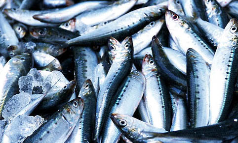 該如何自制貓糧