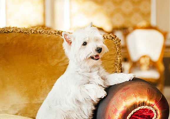 西高地白梗犬美容梳理剃毛方法