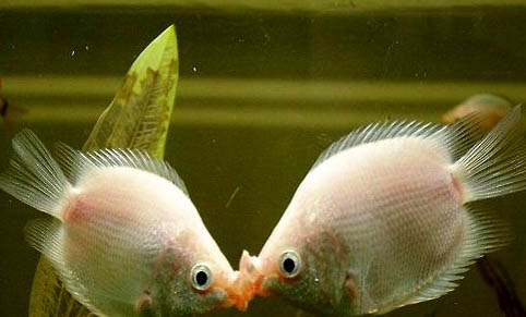 接吻魚可以和斑馬魚混養嗎
