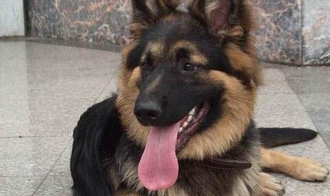 西安哪里有德牧犬舍