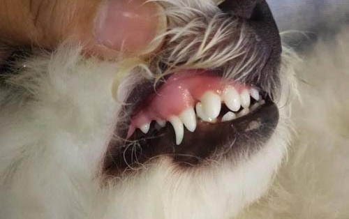 狗狗可以吃紅心火龍果么？