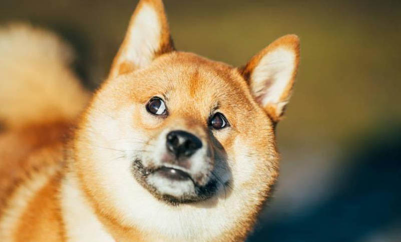 狗狗腎病的明顯癥狀有哪些
