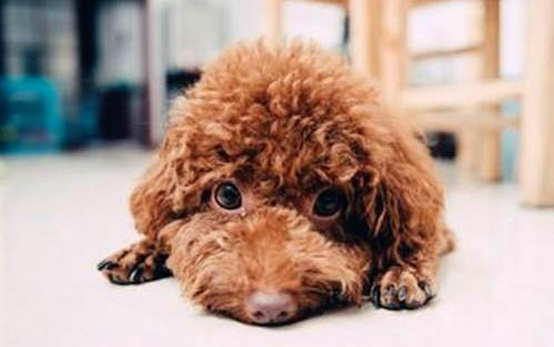 為什么狗狗不愛吃飯