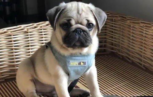 巴哥犬沒精神不吃東西怎么辦