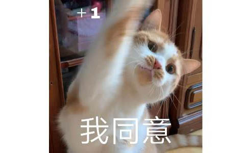 貓薄荷對貓咪有害嗎
