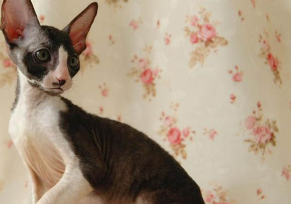 卷毛尋回犬不愛吃東西的原因及處理方法