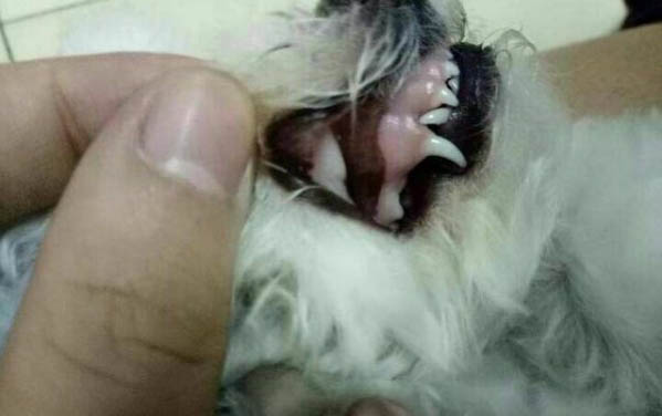 為什么狗狗喜歡咬拖鞋啊