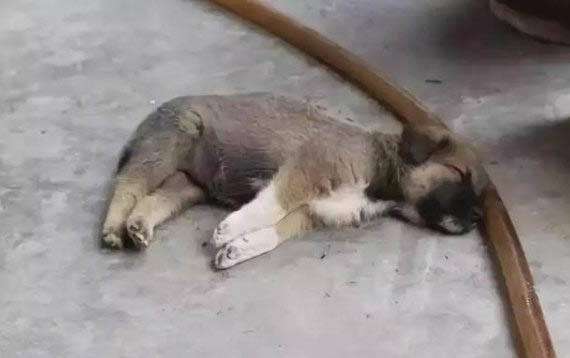 狗吃魚刺卡到了怎么辦