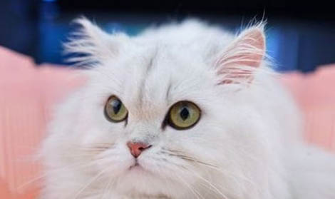 金吉拉掉毛嚴重嗎