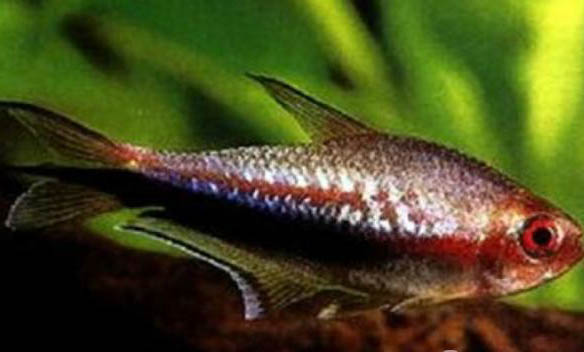 泰國斗魚不打氧可以嗎