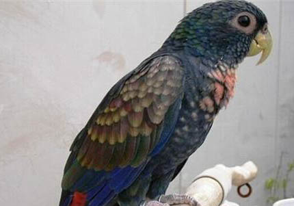 玄鳳鸚鵡配對要多久?