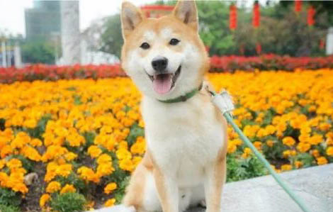 柴犬和秋田犬哪個好養