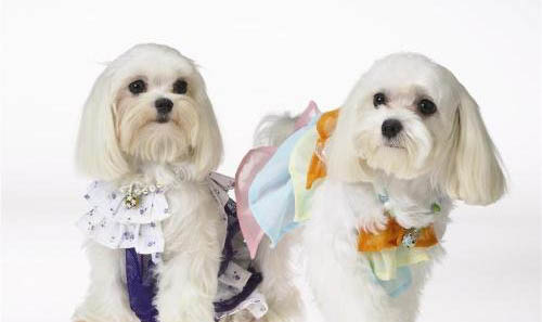 孕婦可以養寵物狗嗎