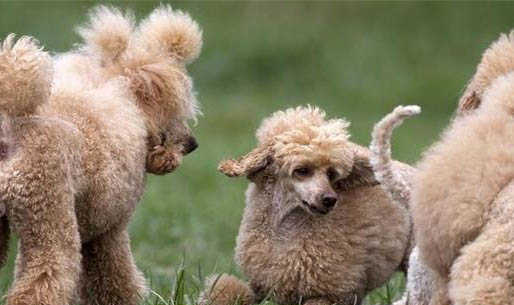 純種貴賓犬有幾種顏色