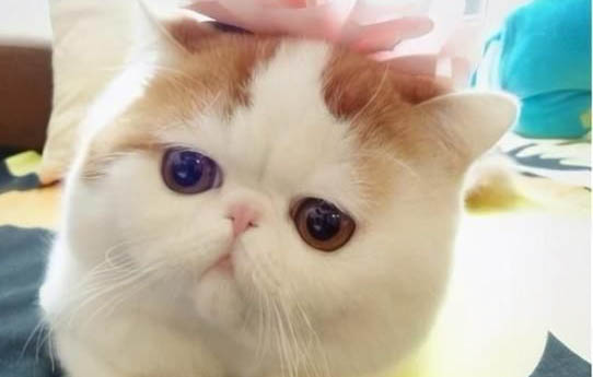 小貓幾個(gè)月可以生孩子