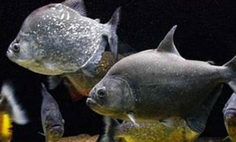 孔雀魚身上長白毛怎么回事