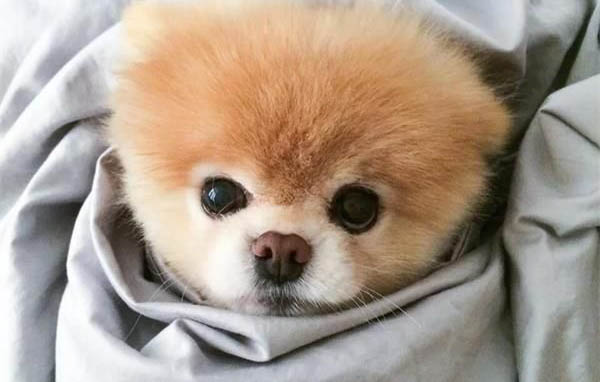 飼養(yǎng)博美犬的禁忌有哪些?