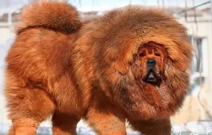 非洲獅子貓尿閉是什么原因