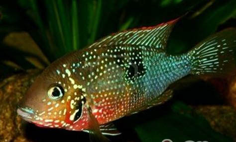 紅肚火口魚的繁殖概況