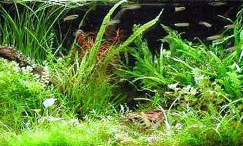 飼養羅漢魚有哪些注意事項