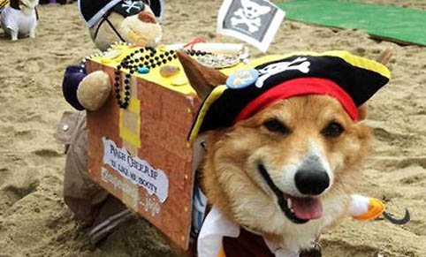 柯基犬嘔吐白沫的原因及處理方法