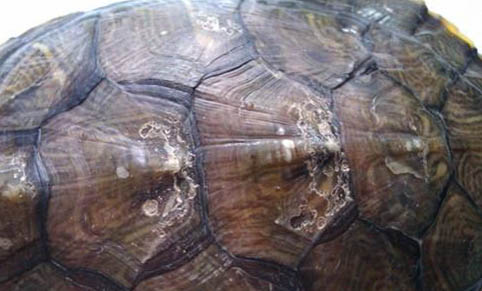 寵物龜的給藥方式有哪些