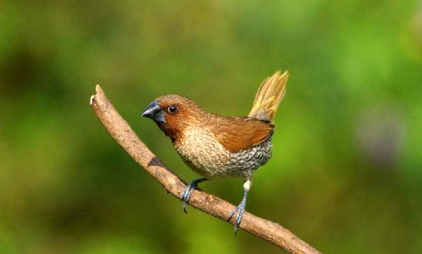 文鳥養(yǎng)多久認主人?