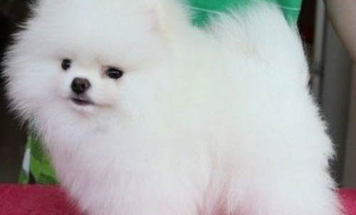 博美小體大體的區別
