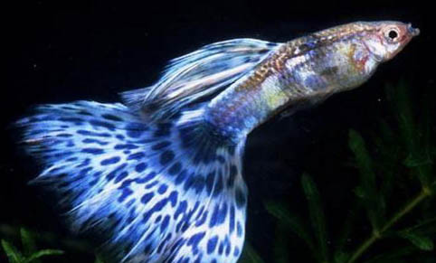 虎頭魚哪里有毒