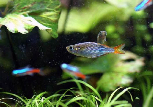 純凈水可以養魚嗎