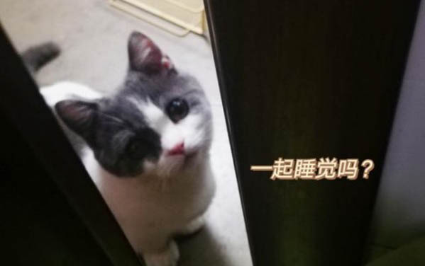 小貓多久會忘記貓媽媽