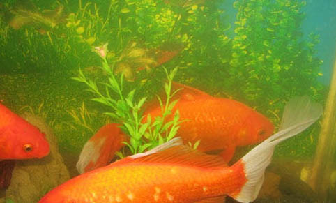 草缸適合養哪些魚