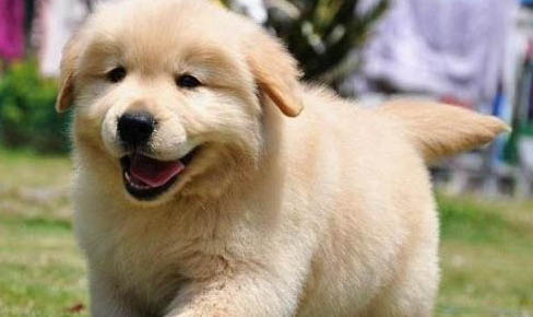 金毛得了犬瘟 一般多久會好