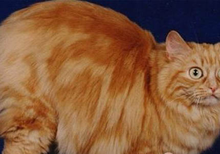 威爾士柯基和瑞典柯基的區別